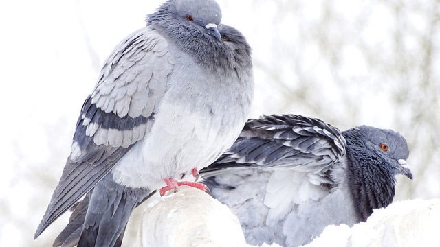 نظارت بر آلاینده‌های زیست‌محیطی به کمک کبوترها