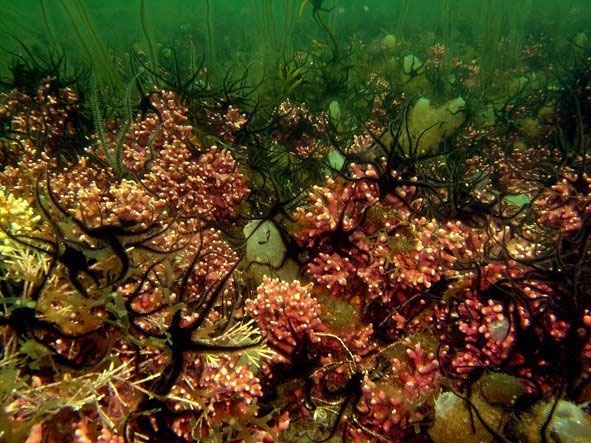 تشدید آلودگی‌ آب‌ها و خطر تجزیه شدن جانداران دریایی