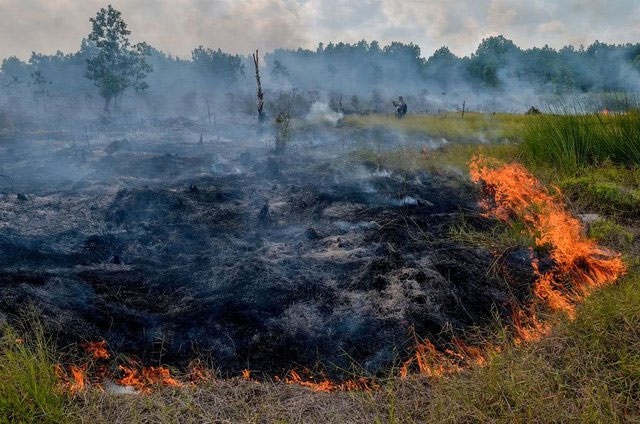 اندونزی در پی جبران خسارت آتش‌سوزی‌های جنگلی