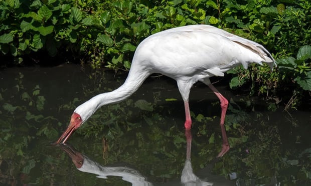 کشتار غیرقانونی سالانه یک میلیون پرنده در تالاب فریدونکنار      