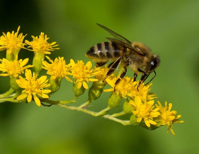 تایید آسیب آفت‌کش‌ها بر زنبورها 