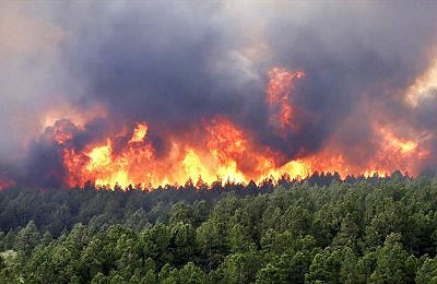 جنگل آتش سوزی
