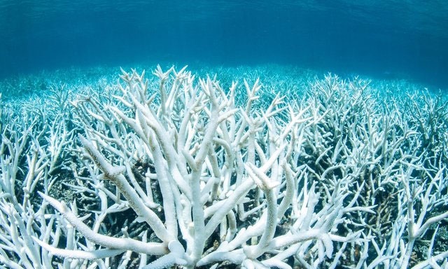 ممنوعیت مصرف کرم‌های ضدآفتاب برای نجات صخره‌های مرجانی