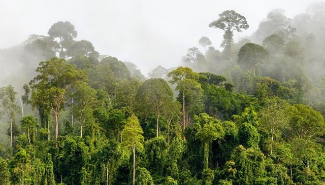 پیامدهای سوء تخریب جنگل‌های گرمسیری برای زمینی‌ها 