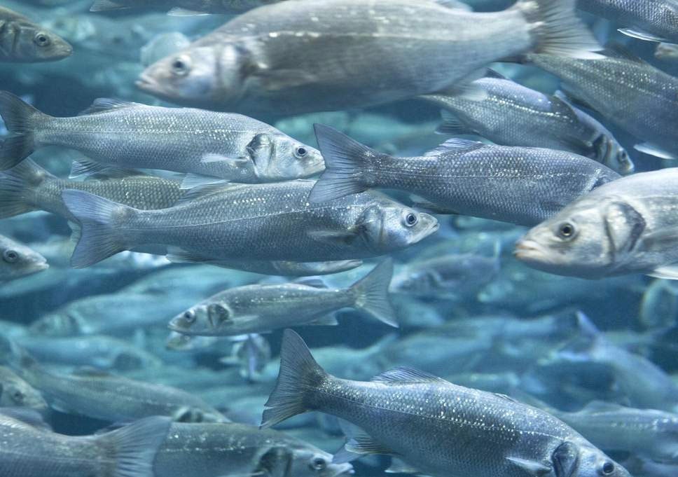 ماهی‌ها در حال از دست دادن حس بویایی هستند  