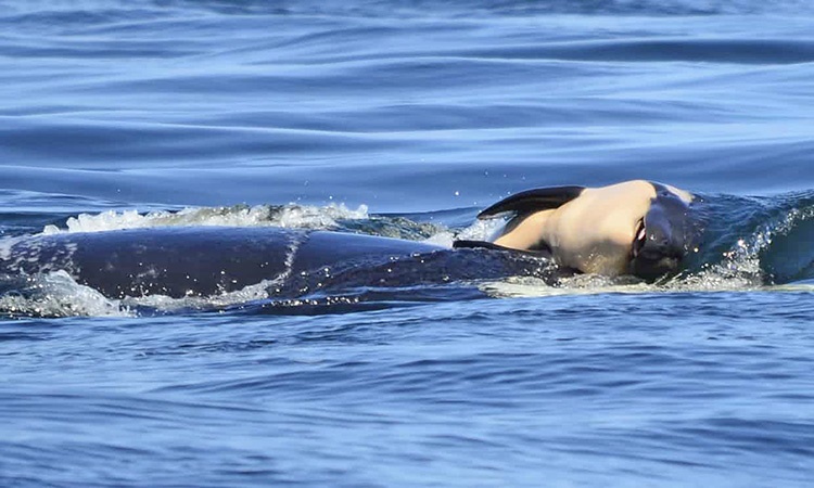 نهنگ قاتل سوگوار مرگ فرزند