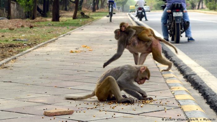 میمون‌های دردسرساز، بلای جان مردم در هند