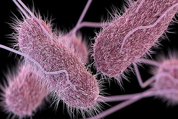 شایع‌ترین باکتری در روده انسان با کم خونی مقابله می‌کند