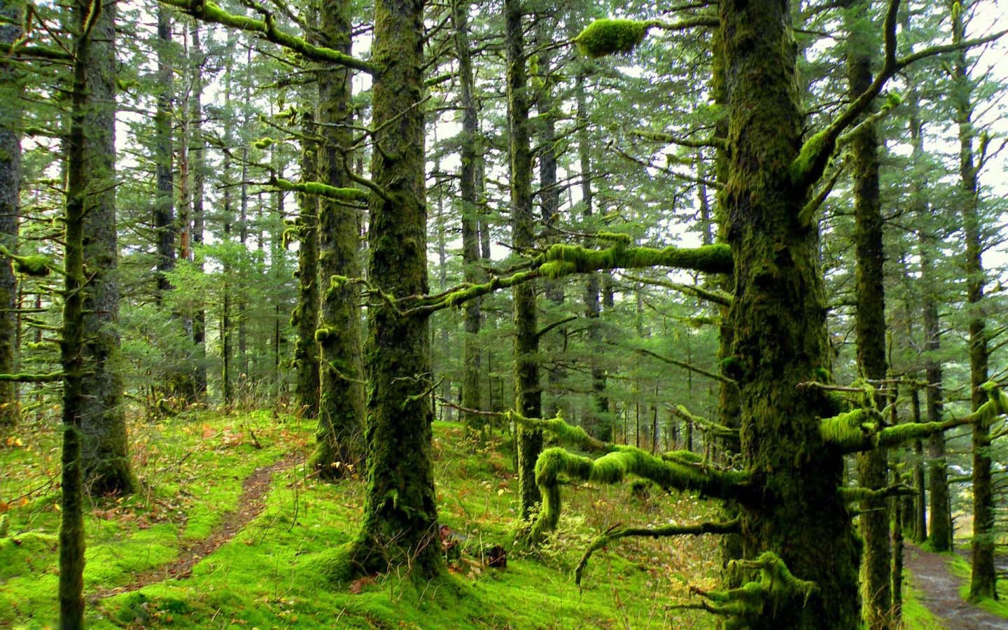 جنگل‌های شمال سالانه ۳ میلیارد متر مکعب آب ذخیره می‌کنند   
