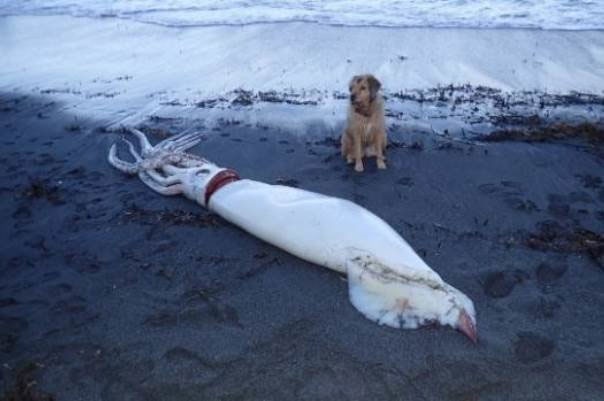 لاشه ماهی ۴.۵ متری در سواحل نیوزلند کشف شد 