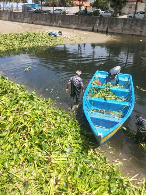 جمع‌آوری سنبل‌های آبی از رودخانه‌ محمودآباد 