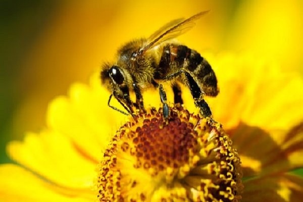 تسکین علائم اگزما با زهر زنبورعسل