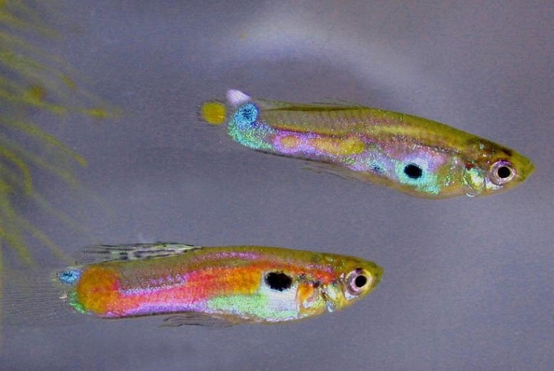 افزایش خطرپذیری ماهیان در اثر آلودگی نوری 