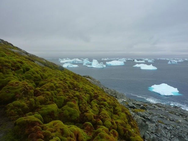 تغییرات آب‌ و هوایی، عاملی برای رشد بیشتر گیاهان قطبی 