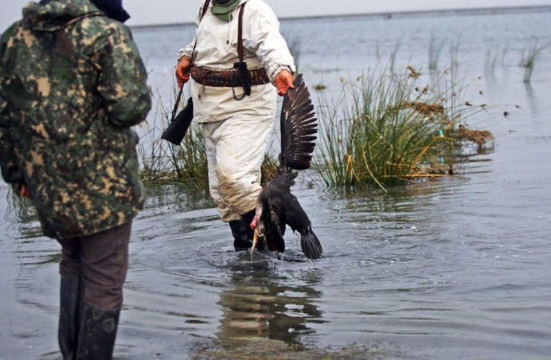 محیط زیست مازندران در باره شکار پرندگان مهاجر هشدار داد 