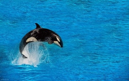 خطر انقراض نیمی از نهنگ‌های قاتل جهان به دلیل آلودگی‌ 